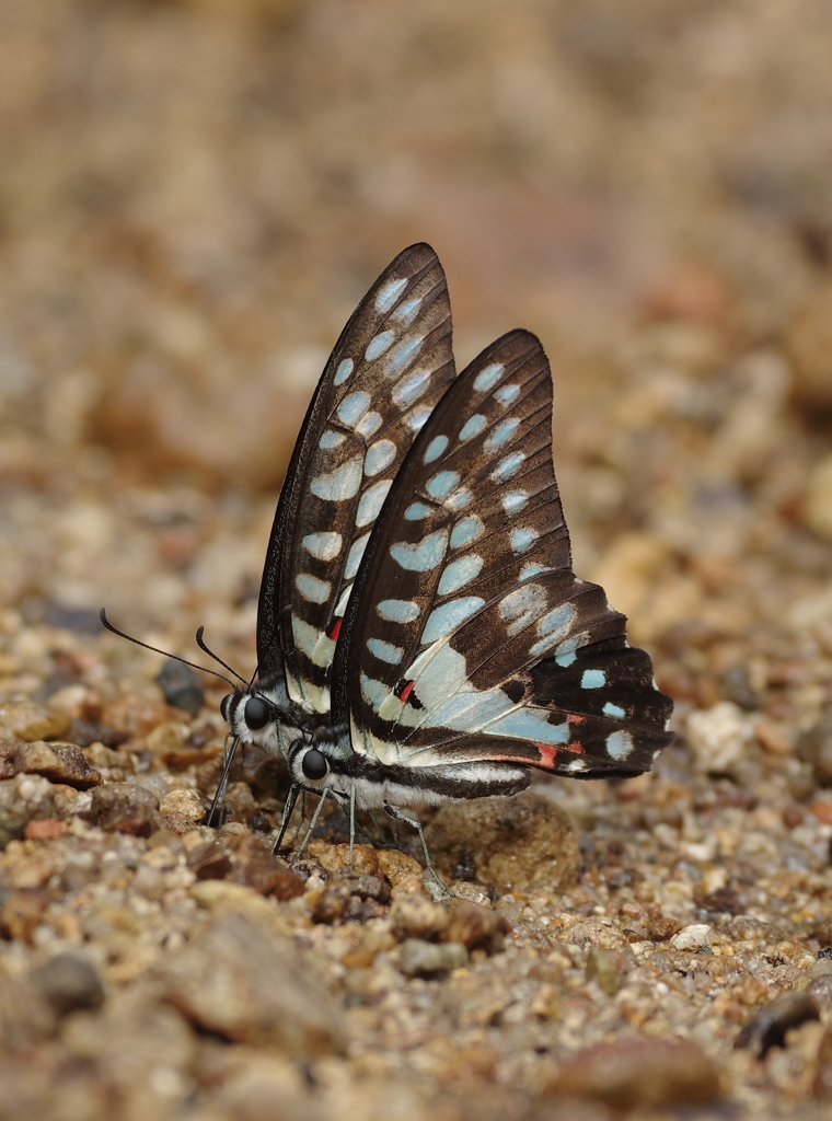 春の八重山～ミカドアゲハ吸水１