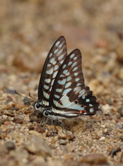 春の八重山～ミカドアゲハ吸水１