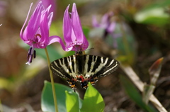 カタクリとギフチョウ