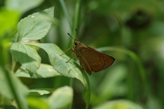 春の八重山～アサヒナキマダラセセリ１