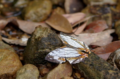 晩秋の八重山～イシガケチョウ