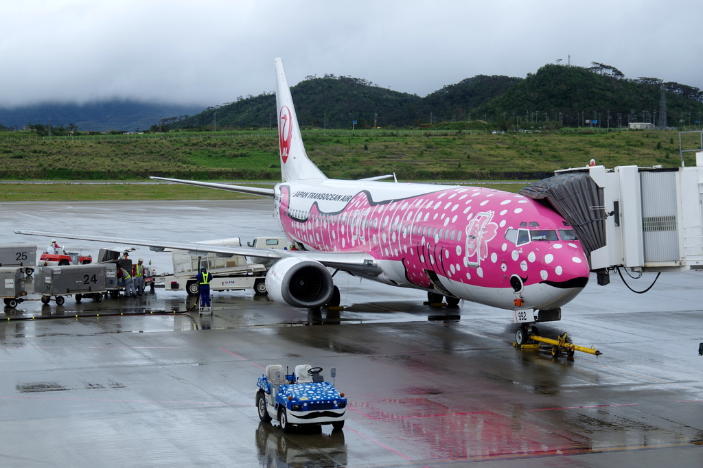 ジンベイザメのコラボ