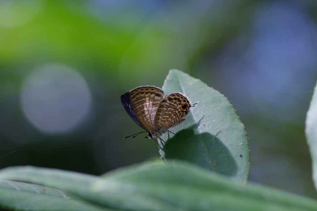 木洩れ陽の中で～アマミウラナミシジミ