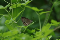 ウラジャノメ