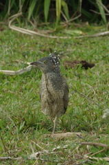 冬の石垣島にて～ズグロミゾゴイ幼鳥2