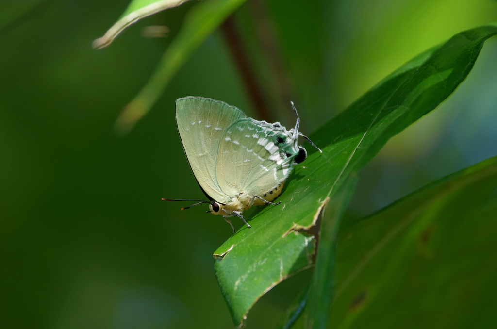夏の八重山にて～イワカワシジミ３