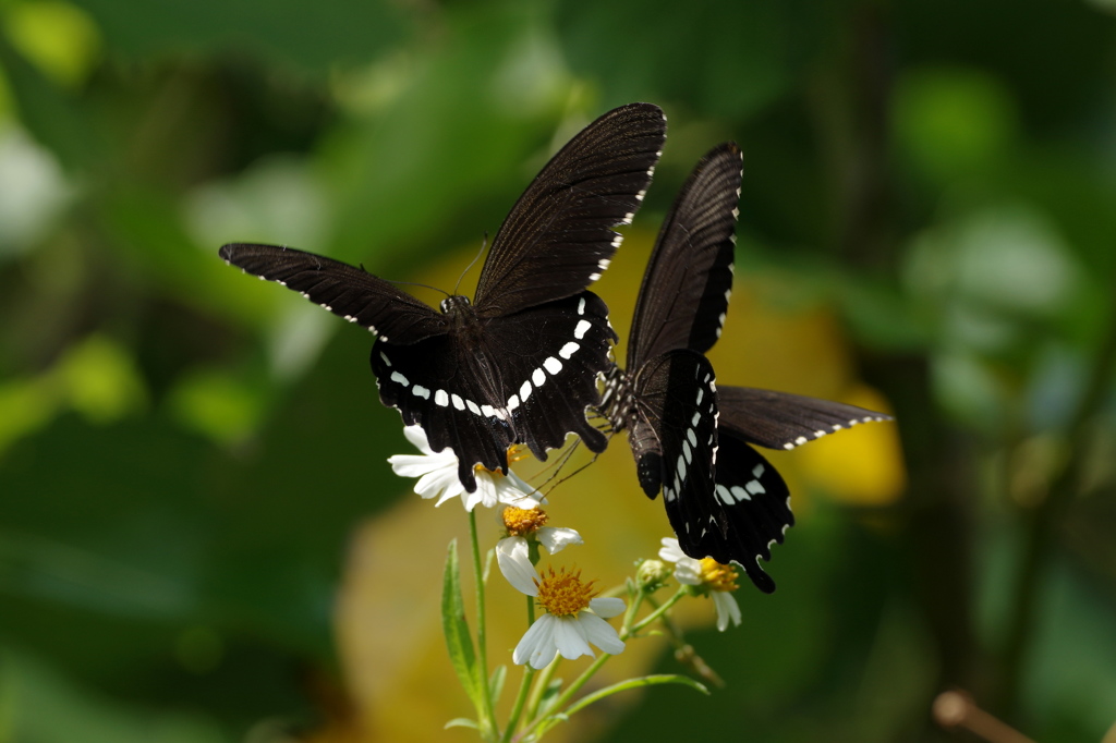 石垣島で･･･シロオビアゲハ