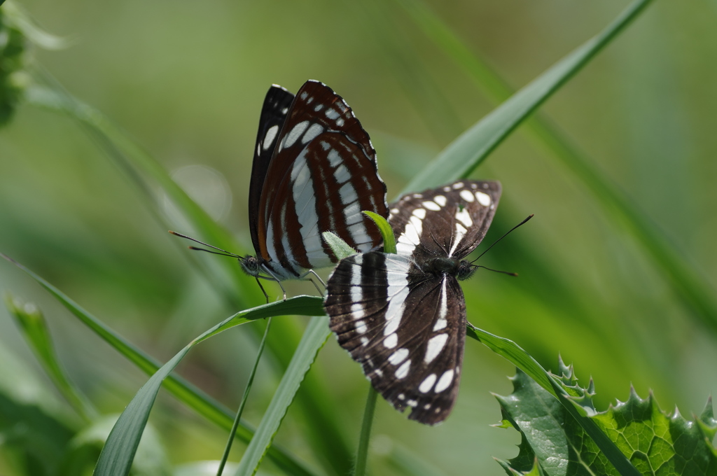 コミスジのペアリング２
