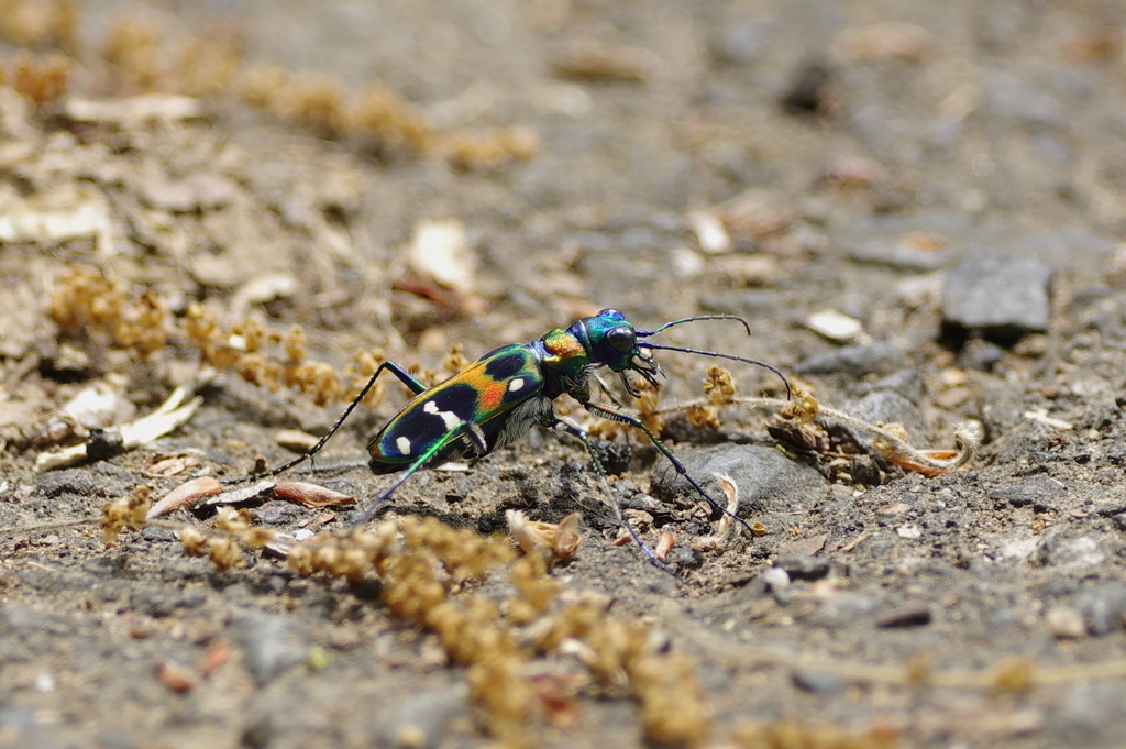 ハンミョウ　１