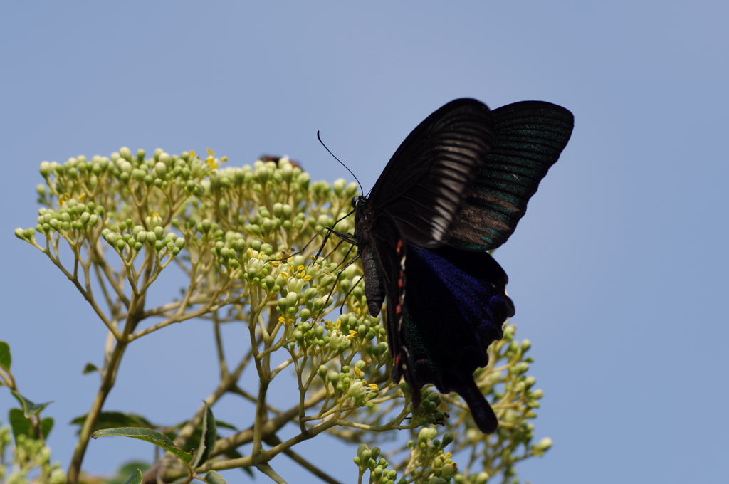 石垣島で･･･ヤエヤマカラスアゲハ