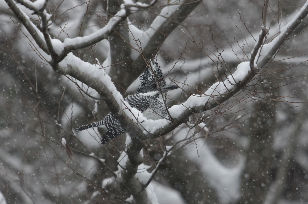 雪ヤマ･･･今年はあるかな？