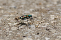 ハンミョウ　２