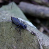 八重山の生き物～サソリモドキ