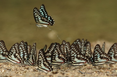 春の八重山～ミカドアゲハ集団吸水２