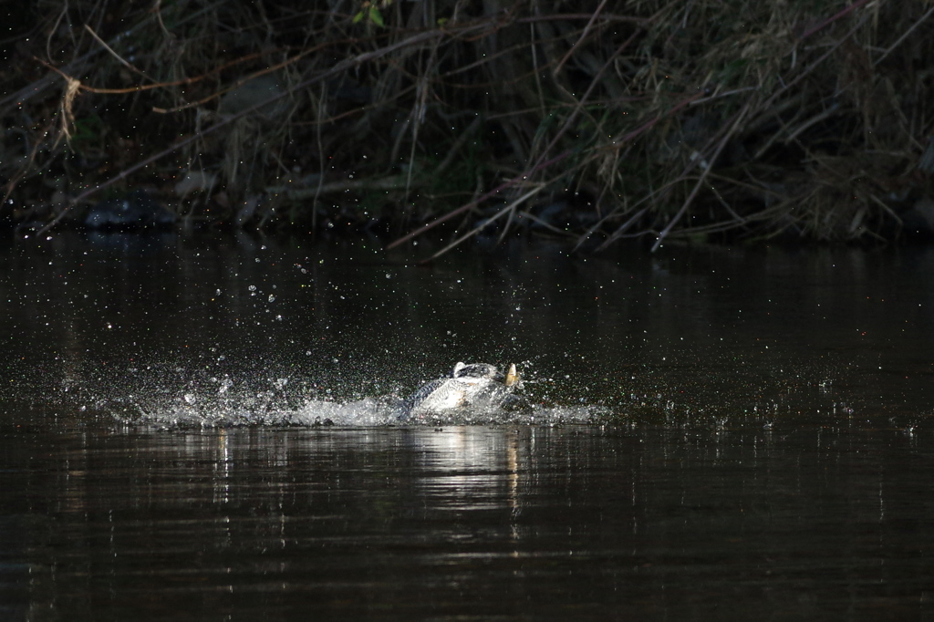 遠かったけど、ゲットシーンGET 1