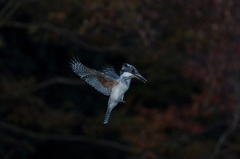 夕暮れのホバ２