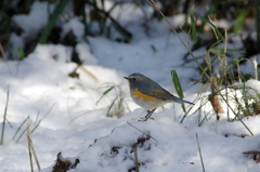 雪ルリ