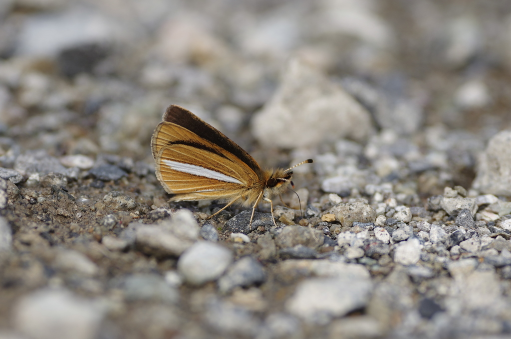 ギンイチモンジセセリの吸水