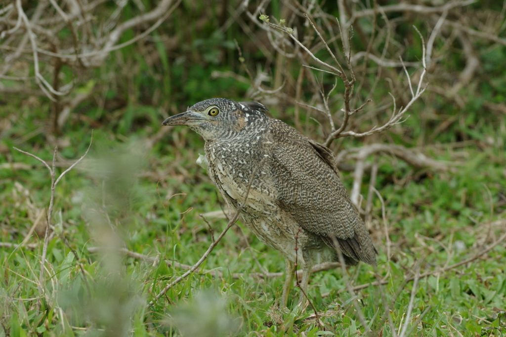 冬の石垣島にて～ズグロミゾゴイ幼鳥１