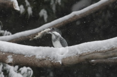 雪ヤマ･･･今回は残念!