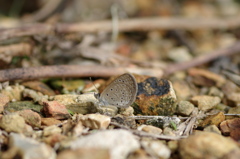 石垣島で･･･ハマヤマトシジミ１