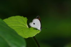 冬の八重山～リュウキュウウラボシシジミの光沢
