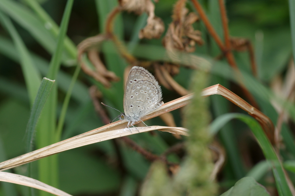 石垣島で･･･ハマヤマトシジミ３