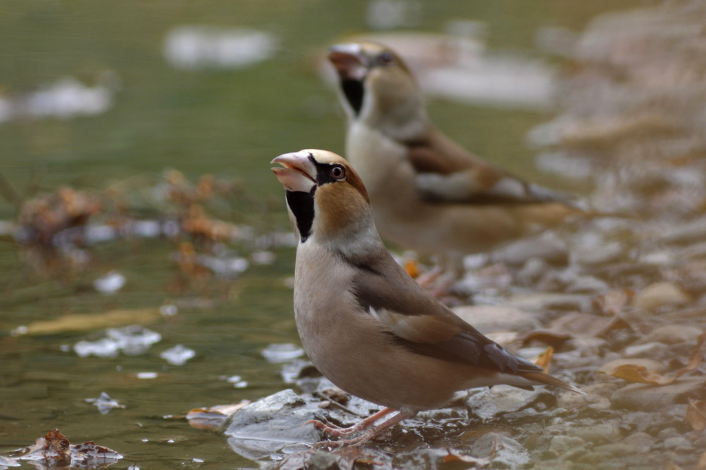 河原の水場にて･･･シメ２