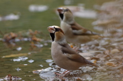 河原の水場にて･･･シメ２