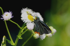 春のコバルトブルー　３　