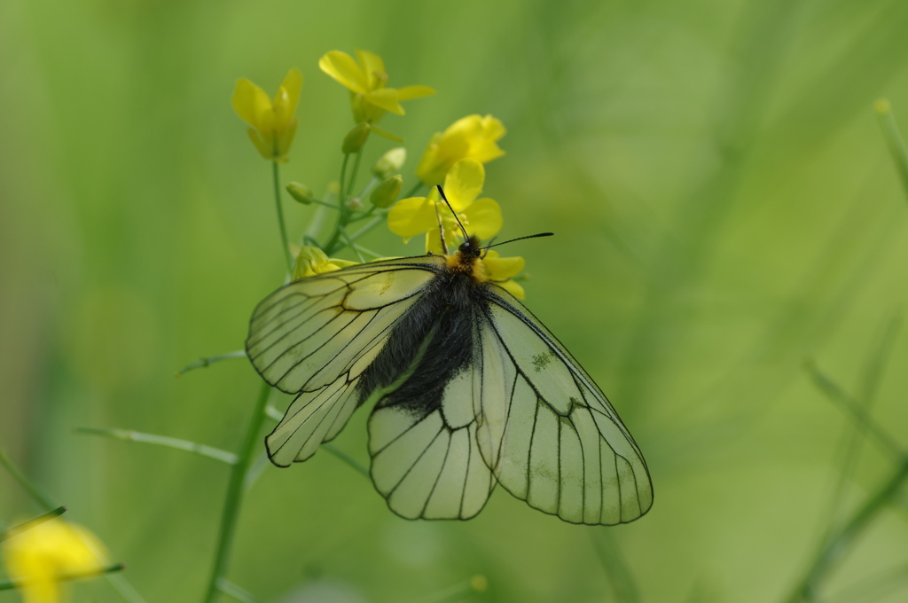 ウスバアゲハ（ウスバシロチョウ）～菜の花の吸蜜