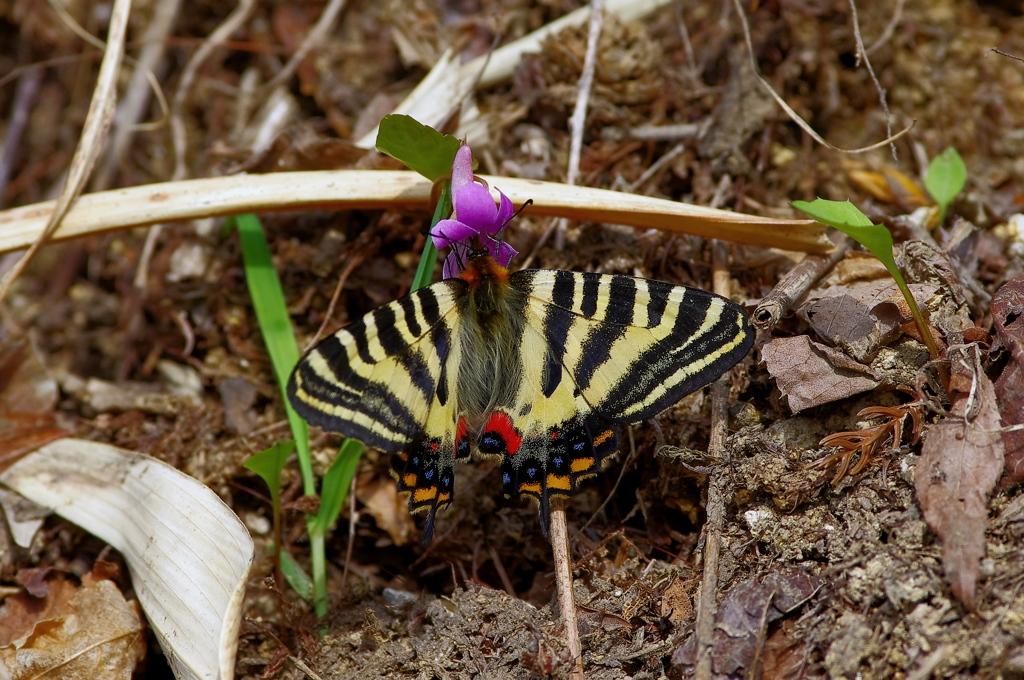 スミレとギフチョウ