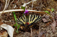 スミレとギフチョウ