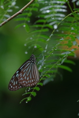 雨の中のリュウキュウアサギマダラ