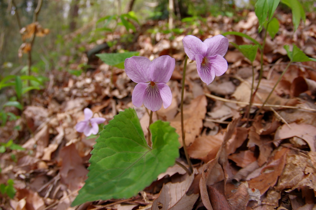 アケボノスミレ２～１０ｍｍレンズ