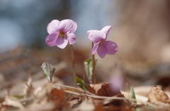 好きな花～アケボノスミレ