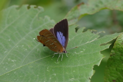ウラミスジシジミ開翅