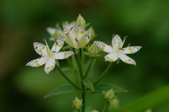 高原の花～アケボノソウ１