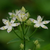 高原の花～アケボノソウ１