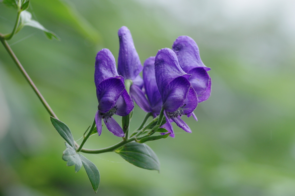峠の花～トリカブト２