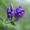 峠の花～トリカブト２
