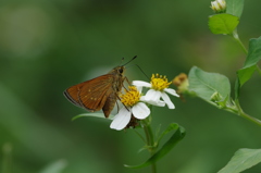 I春の八重山～アサヒナキマダラセセリ２