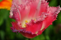 pink edge
