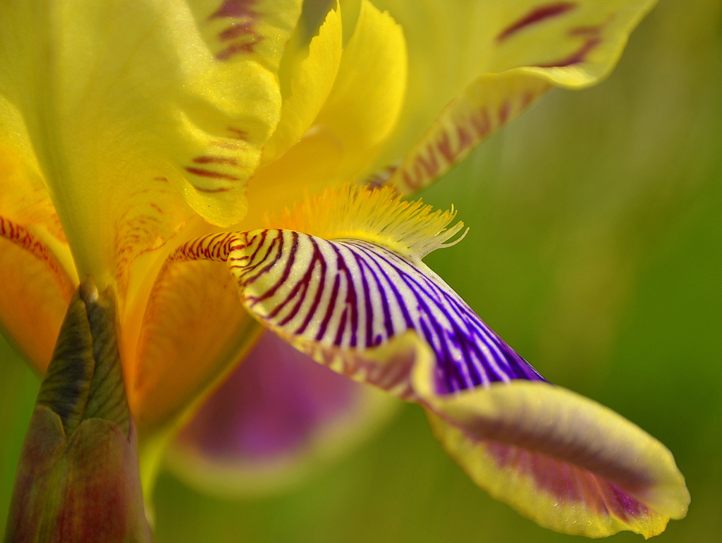 Iris
