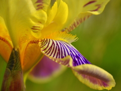 Iris