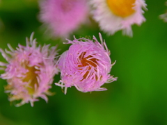 開花前