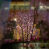 桜可憐