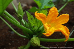 ズッキーニの花