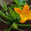 ズッキーニの花