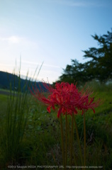 夕暮れの曼珠沙華